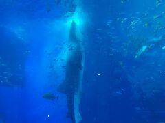 ２日目の最後は美ら海水族館へ。
大きなサメの標本があったりサメの実物大の歯が展示されていたり、楽しめました！
ちょうどジンベエザメの餌付けをしていたので見てみると、上手に立ち泳ぎをしながら餌を食べていてビックリ！
新しい発見になりました。