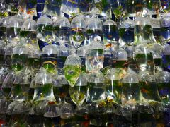 発見、金魚街！
街っていうほど広くは無いけど、ペットショップが集まっている一角にこうしていろいろな魚がぶらさがっています。
…一部、お亡くなりになった魚もいるんだけど…