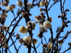 葛西臨海公園へは、鳥類園の近くの入り口から入った。早咲きの白梅が咲いていて、良い香り。