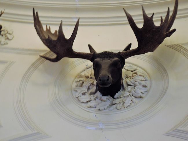 立派な角です。<br />