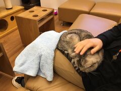 平日に猫カフェに来るのは初めて♪。

一番乗りで来るともう、猫ちゃんたちにモテモテ～(*´∀｀*)。

次女はタオルを膝にかけるのが間に合わないほど、待ってましたとばかりにレオ君がすぐに乗ってくれた(^o^)。

まぁいいじゃん、服が毛だらけになったって(o^^o)。