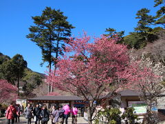 続いて、熱海梅園です。