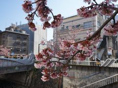 伊豆山神社からの帰りは、熱海市内を通ってきたのですが、暖かい１日で熱海の桜は、満開でした。