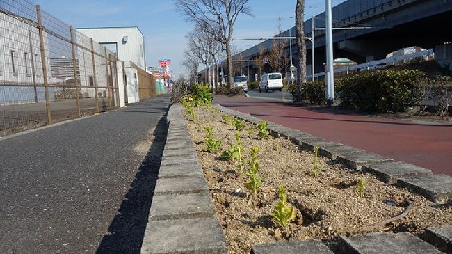被害に遭ったプランターは近くのアナン学園提供でしたので、その学園前の植栽を調べに行きましたがこれは生育不足でしょうか。元「東樟蔭」がアナン学園となっています。<br />