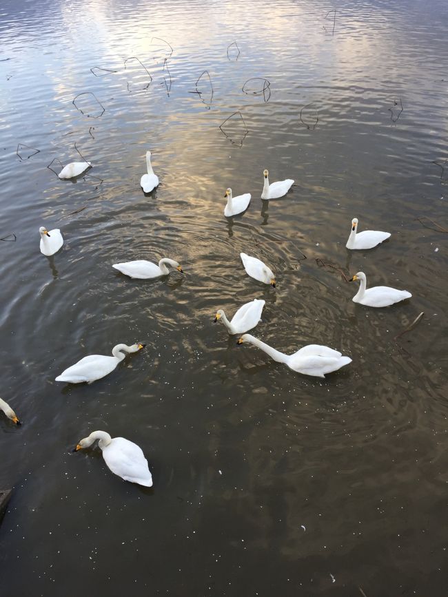 宮城 県北 水鳥に会いに行く ラムサールトライアングル 栗駒 栗原 宮城県 の旅行記 ブログ By Melomoiさん フォートラベル 宮城 県北 水鳥に会いに行く ラムサールトライアングル 栗駒 栗原 宮城県 の旅行記 ブログ By Melomoiさん フォートラベル