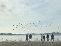 【2018.02.某日】

プロ水鳥餌付けマン（初心者）の朝は…遅い！(14時頃到着)

この日は「今年は大寒波の影響か、北帰行が遅れている」というニュースを見て、
またまた水鳥に会いにやって来ました。
例年だと2月始めには、ぼちぼち帰り始めているんですけどね。
今年は本当に寒いですもんね。
少し寒さが緩むまで、ゆっくりしていってね。


んでは今回は、内沼のサンクチュアリセンター付近で餌付けをしますよ！
ここは、伊豆沼よりも近くで水鳥と触れ合うことができます。

↑の写真は、駐車場から撮ったもの。
車のドアを開けたら1分で鳥です。すっごーい！