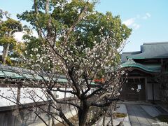 鶴岡八幡宮　斎館の白梅

この白梅は３分咲き程度でしょうか。