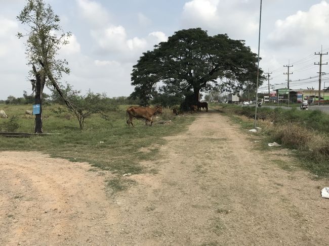 牛・・・ホテルの北隣が放牧場、南隣は牛舎・・・ホテル前は糞がたくさん・・・