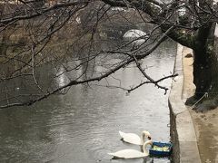 倉敷川でえさをついばんでいる白鳥。
餌付けされているんだ！