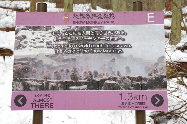 雪に覆われた地獄谷野猿公苑。猿の何倍もの観光客が押し寄せます