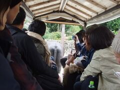 港からは待ってくれていた仁田観光のマイクロバスで移動、水牛車に乗ります。