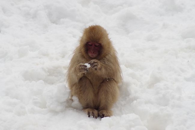 雪に覆われた地獄谷野猿公苑 猿の何倍もの観光客が押し寄せます 湯田中渋温泉郷 志賀高原 長野県 の旅行記 ブログ By ミズ旅撮る人さん フォートラベル