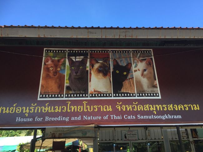 ここは、希少種となったタイ猫原種の飼育、繁殖を続けている施設、バーンメオ(猫の家)。