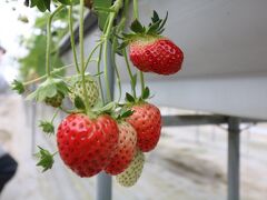 30分いちごを食べ続けるのは大変ですと添乗員さんが言ってましたが、本当に苦しく10分か15分ほどでギブアップ。
今までも元を取れたことはないけど、思った以上に食べられません。
でも大満足♪

この後はチェリーランド寒河江でお土産を物色し、仙台へ無事帰着。
予定より15分ほど早めに到着しました。

バスツアー久しぶりでしたが、食べて癒されて大満足のツアーでした♪
また是非別のツアーにも参加したいです。