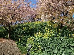 ゴールが見えてきました。
西平畑公園全体が、桜まつり会場です。