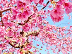 で、なんで天理市なの？と言う話ですが、インスタグラムで直前までチェックしていたらいい塩梅に開花の桜の写真を発見。
アップロードされていた方に連絡取った所、天理市では満開ですよ、との事。