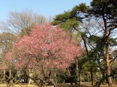 大宮公園