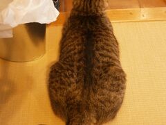 えーーーーっと。お宿の写真なんですが…（笑）

ほんと、大きな猫ちゃんだなぁ（笑）
彼は「ヨリ男」君。宿の看板猫である。
しかも、この写真、フロントやロビーで撮ったものではない。
我らが泊まる部屋の中の畳の上、である。

そう、こちら、猫宿である。

今日の宿泊先は「オーベルゼ・レ・ボー」。
２部屋しかない小さなオーベルジュ。
そして、６，７匹の猫と、まるで一緒に住んでいるかのように過ごせる、
稀有なお宿。

人気なうえに、１日２組しか泊まれない。
我らは予約が可能になる６か月前から、予約を入れていた。

由布院駅からタクシーで１０分もかからない距離で到着。
線路沿いの小さな道を、さらに山の手に入った場所にある。