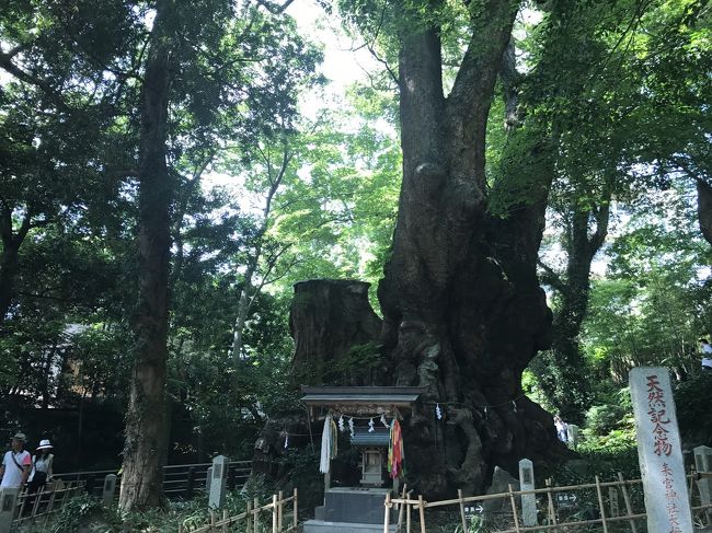 有難いご利益のある木が。<br />この周りを一周まわると、寿命が延びるんですよ。<br /><br />みいこさんもわたしも、もち回りました。