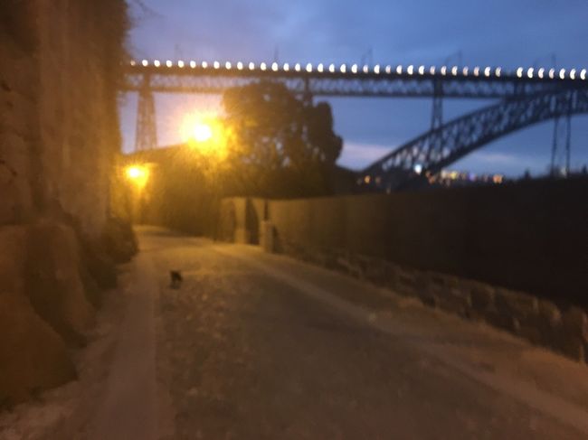 ゆっくりたたずんだあとに、ドンルイス1世橋の1階を渡るため丘をくだります。人通りはほとんどありませんでしたが、猫がいました。