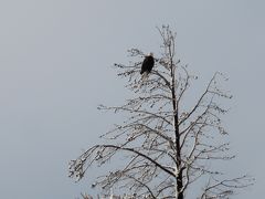 アメリカの国鳥のハクトウワシも見ることができました。