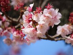 松月院への道すがら、伊東公園

何桜かはわかりませんが、
一足一足春が近づいています