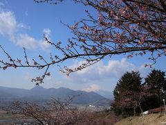 松田山　西平畑公園　シャトルバス発着所の近くから　１１：０８頃

河津桜と富士山

富士山には雲が掛かっていますが流れています。
この桜の木はまだ蕾ばかりです。