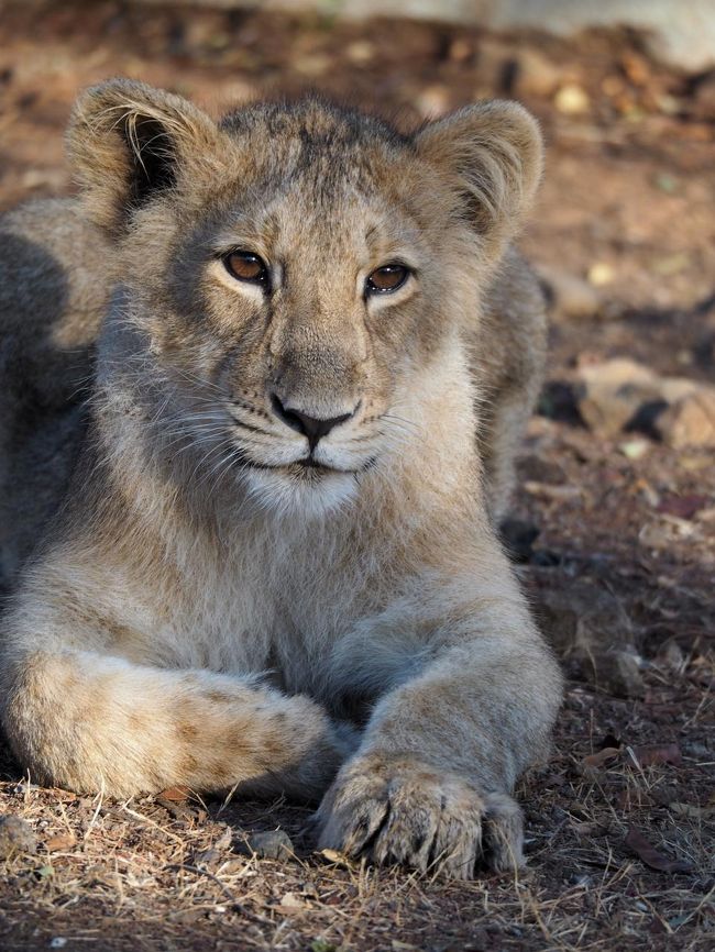 ２つの国立公園で希少動物との遭遇インドライオンとベンガルトラに出会う旅 その他の都市 インド の旅行記 ブログ By シューワールドさん フォートラベル