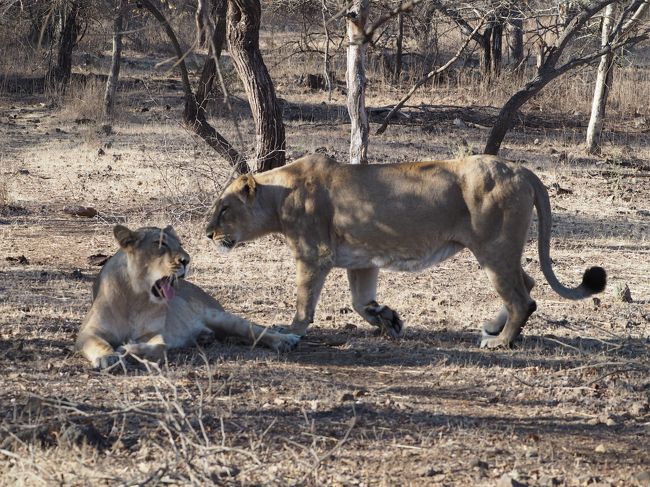 ２つの国立公園で希少動物との遭遇インドライオンとベンガルトラに出会う旅 その他の都市 インド の旅行記 ブログ By シューワールドさん フォートラベル