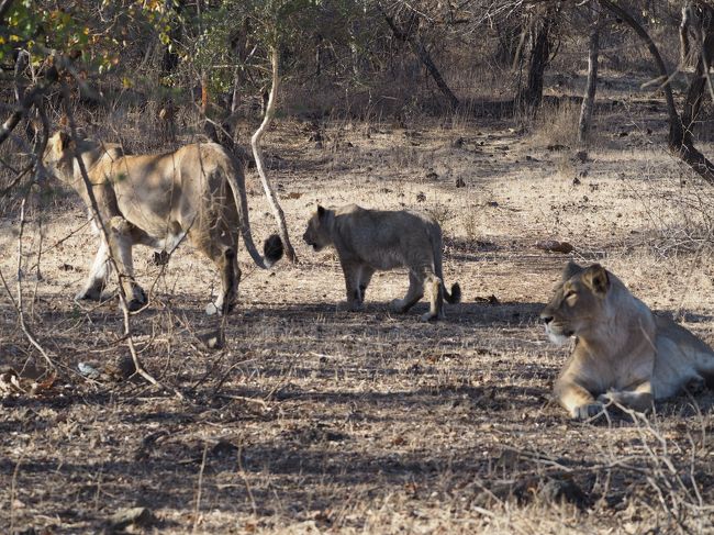 ２つの国立公園で希少動物との遭遇インドライオンとベンガルトラに出会う旅 その他の都市 インド の旅行記 ブログ By シューワールドさん フォートラベル