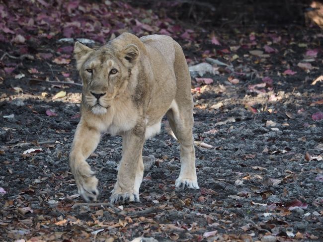 ２つの国立公園で希少動物との遭遇インドライオンとベンガルトラに出会う旅 その他の都市 インド の旅行記 ブログ By シューワールドさん フォートラベル