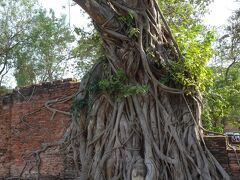 ワット　マハタート
マハタートを有名にした石仏の頭部が根の部分に取り込まれた1本の菩提樹。