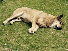 なんとなく小さなテーマパークのようなゴンピンビレッジを通り過ぎてパワースポットと言われているらしい寶蓮寺へ。

お寺に入るとワンコちゃん達がゴロンゴロン。