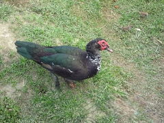 干上がって土が露出している蓮池潭に鳥、鴨？