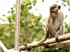 世界遺産：ポロンナルワ
境内に野生の猿がお迎え。