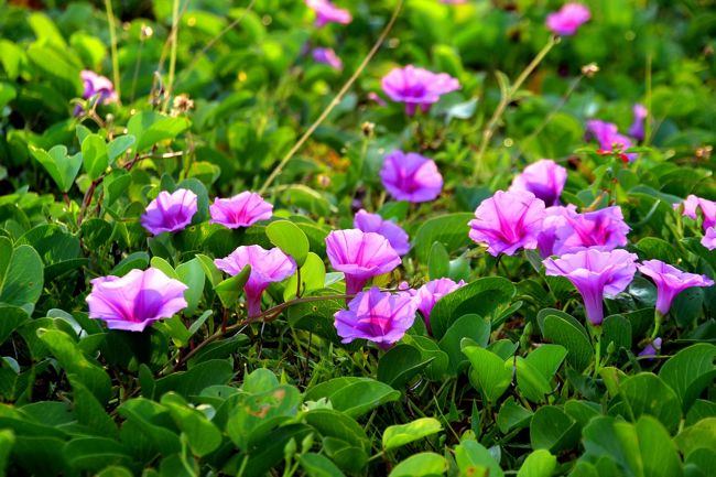 ☆Seaside Morning Glory , Sunrise Beach @ Koh Lipe Thai<br /><br />”The Poin REsort”の空き地に咲いているグバイヒルガオが<br />昨朝よりたくさん花を咲かせていました。