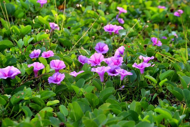 ☆Seaside Morning Glory , Sunrise Beach @ Koh Lipe Thai