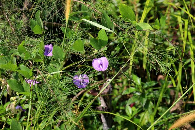 ☆Butterfly pea @ Koh Lipe Thai<br /><br />道端ではチョウマメも咲いていました。<br /><br />チョウマメ(蝶豆/マメ科チョウマメ属)は<br /><br />インドから東南アジアが原産ですが現在では熱帯・亜熱帯地域に広く野生化しています。また日本へも江戸時代には渡来しています。名前は、花のかたちをチョウに見立てたもの。６月から９月ごろ、変形した「あさがお」のような花を咲かせます。縞模様が入るのが特徴です。花色は青紫色ですが、白色やオレンジ色などの園芸品種もあります。