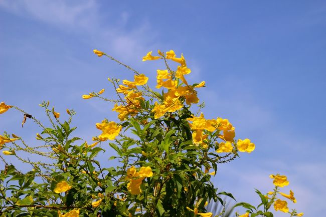 ☆Bundhaya Villa , Pattaya Beach @ Koh Lipe Thai<br /><br />Yellow Bells <br />キンレイジュ(金鈴樹/ノウゼンカズラ科テコマ属) 中米、熱帯アフリカ原産。