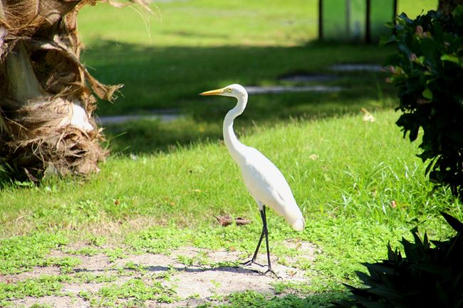 ☆Bundhaya Villa , Pattaya Beach @ Koh Lipe Thai<br /><br /><br />近づいてみたらチュウサギ(Intermediate egret)でした。<br /><br />サハラ砂漠以南のアフリカ大陸、南アジアからインドシナ半島・中華人民共和国、オーストラリア北部および東部などに生息し、<br />日本では夏季に本州や九州に飛来し（夏鳥）、暖地では越冬することもあります。<br />当町でも夏場によく見る鷺です。<br />当町のチュウサギがまさかリペ島からやって来たとは思えませんが<br />なんか親しみを感じます(^^ゞ。<br /><br />