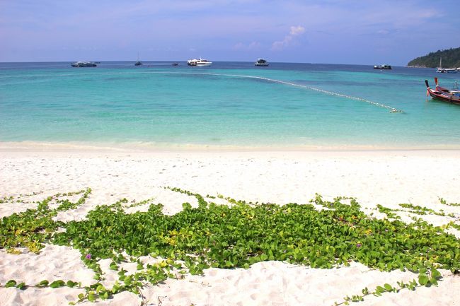 ☆Bundhaya Villa , Pattaya Beach @ Koh Lipe Thai<br /><br />ハマヒルガオとグンバイヒルガオの見分け方は<br />ハマヒルガオは葉は薄く円心形で、<br />グンバイヒルガオの葉は肉厚で名前のように軍配型をしています。<br />