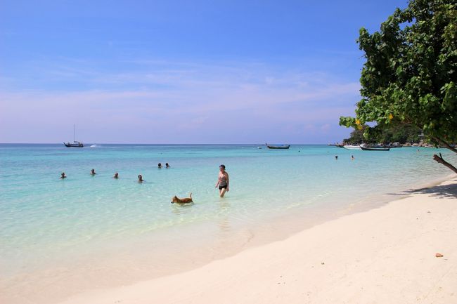☆ Pattaya Beach @ Koh Lipe Thai<br /><br />ワンコも気持ち良さそう(^^♪。<br /><br />これで１/３０(火)リペ島滞在３日目★極楽タイ・最後の楽園リペ島・２０１８・Part ３-1は長くなったのでお仕舞いです。<br />残りの半分はPart3-2でご覧ください。<br /><br />いつも最後までご覧下さりありがとうございます。<br />また、投票もありがとうございます。<br /><br />次回は★極楽タイ・最後の楽園リペ島・２０１８・Part3-2で<br />お目にかかりましょう。<br /><br /><br />では、また。　　　j-ryu<br /><br /><br />では、また。　　j-ryu<br /><br />