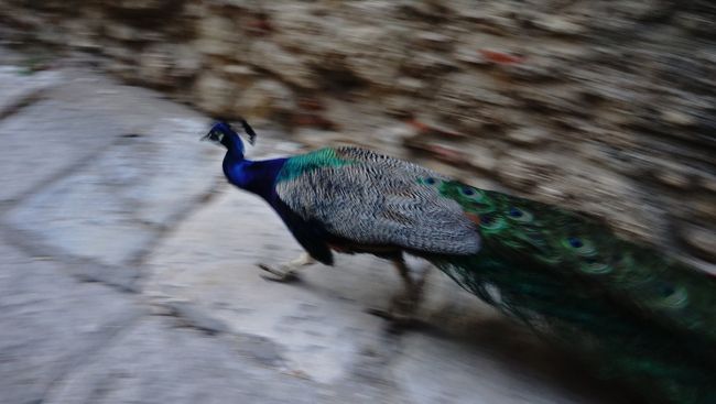 孔雀ちゃんでした。キューという大きな声で鳴いていたのはあなたでしたのね。