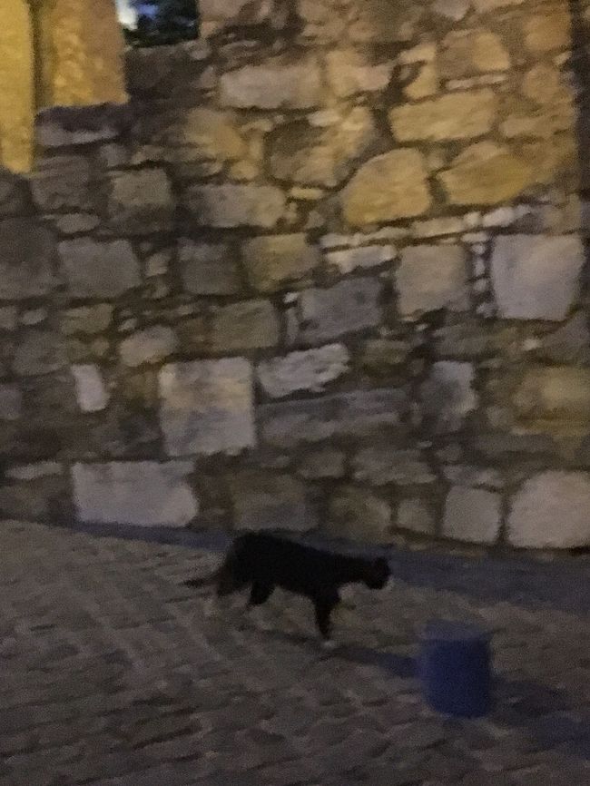 おつぎは展望台にのぼるため、ロシオ広場まで歩きます・・・。猫ちゃん。