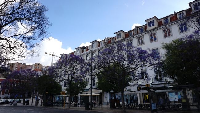 朝の光では見えにくいのですが、紫色でとても美しいお花です。