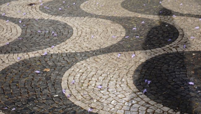 花びらはほんのり薄紫色・・・