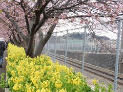 昼の部の河津桜。京急沿線です。三浦海岸と三崎口の中間。