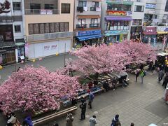 京急　三浦海岸駅前の河津桜

三浦海岸駅のホームから見下ろす河津桜
ちょっと風が冷たく感じました。

三浦海岸の河津桜の開花情報では、駅前の桜は８～９分咲き。