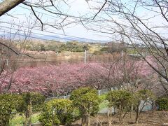 小松ケ池公園から眺める河津桜

この横にある跨線橋から桜と電車を撮ります。