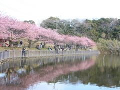 小松ケ池の河津桜